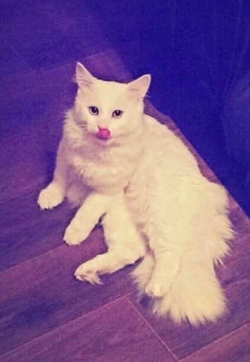 Niku (@niku332) — моя фотография № 1